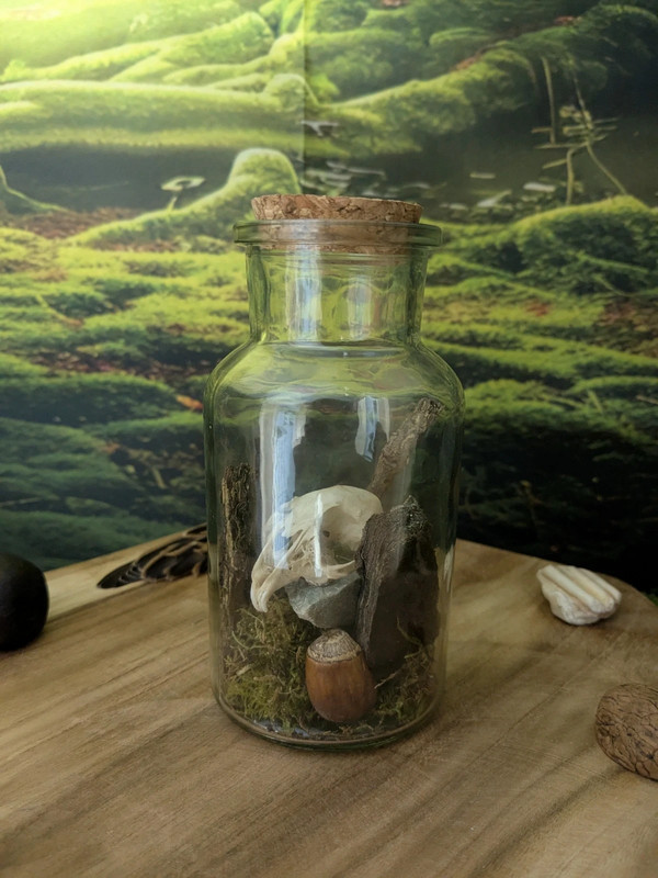 Retrouvez ce magnifique crâne de lapin sublimé dans un bocal avec ses éléments naturels.