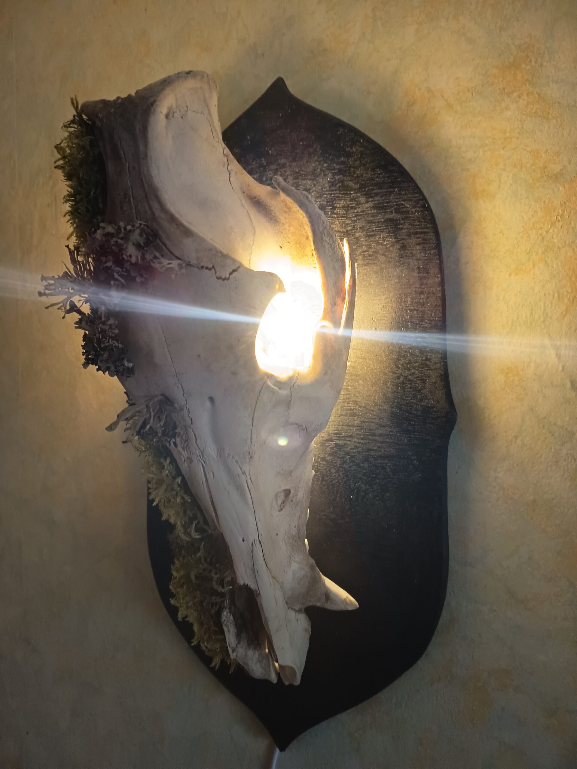 Lampe murale crâne de sanglier – Image 2