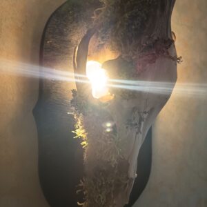 Lampe murale crâne de sanglier – Image 3