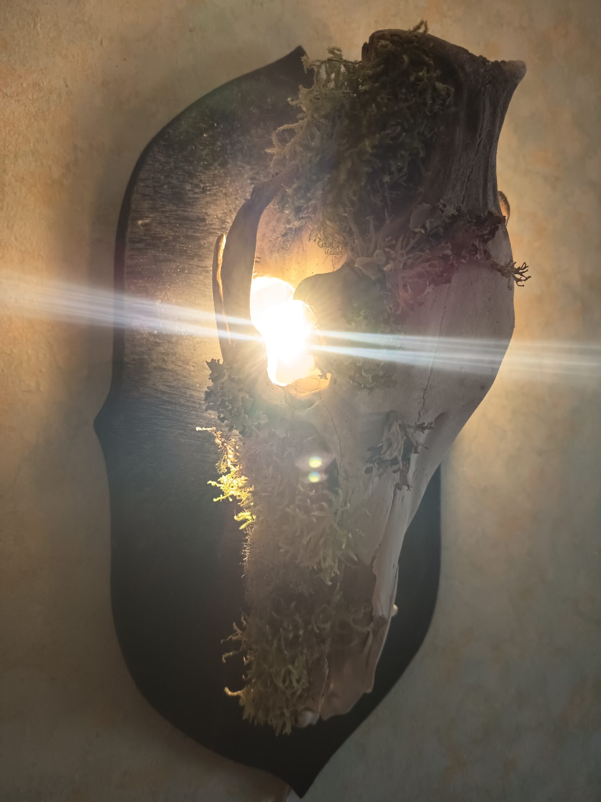 Lampe murale crâne de sanglier – Image 3