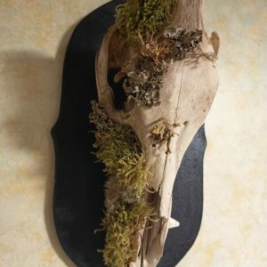 Lampe murale crâne de sanglier – Image 1