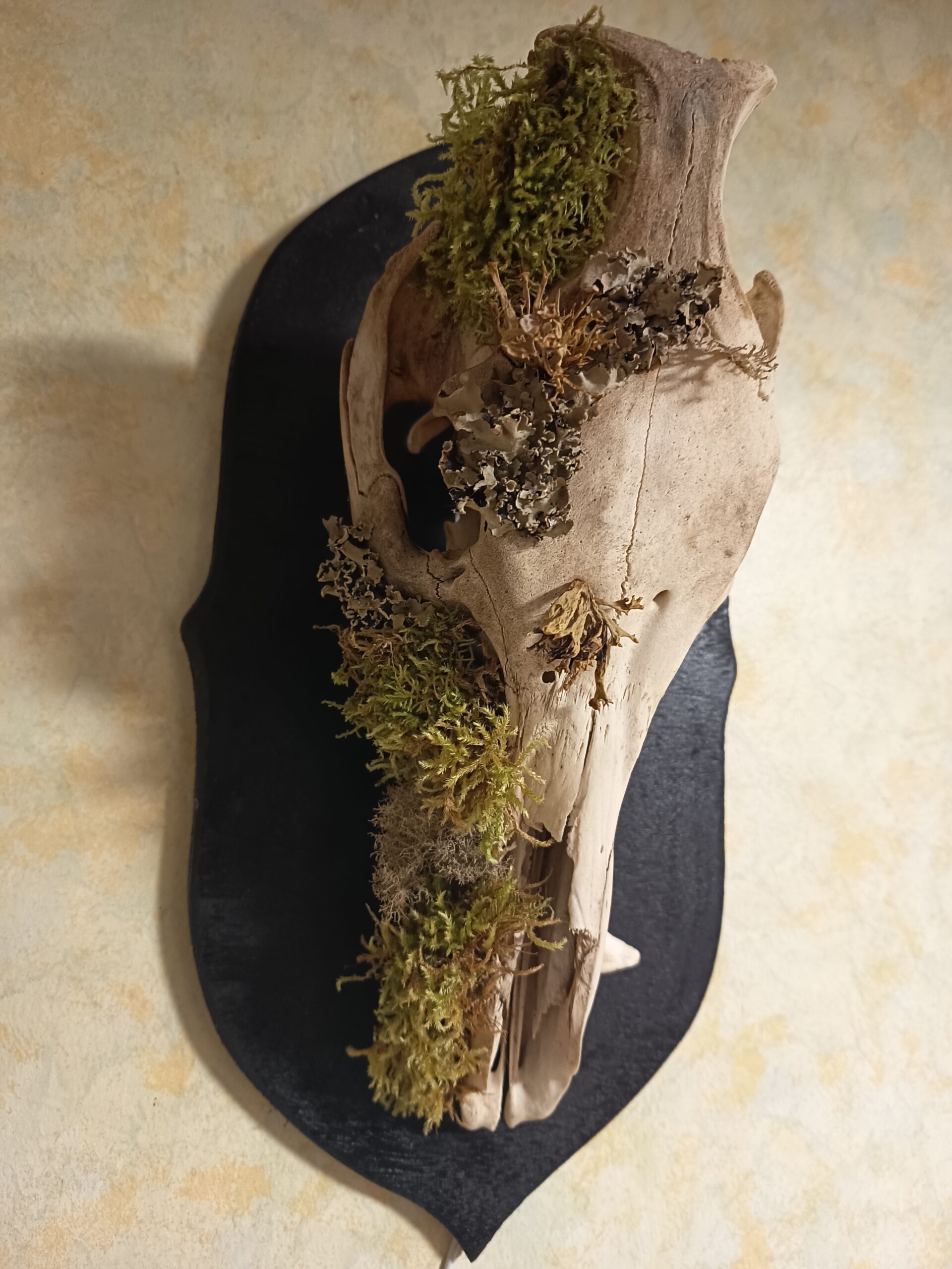 Lampe murale crâne de sanglier